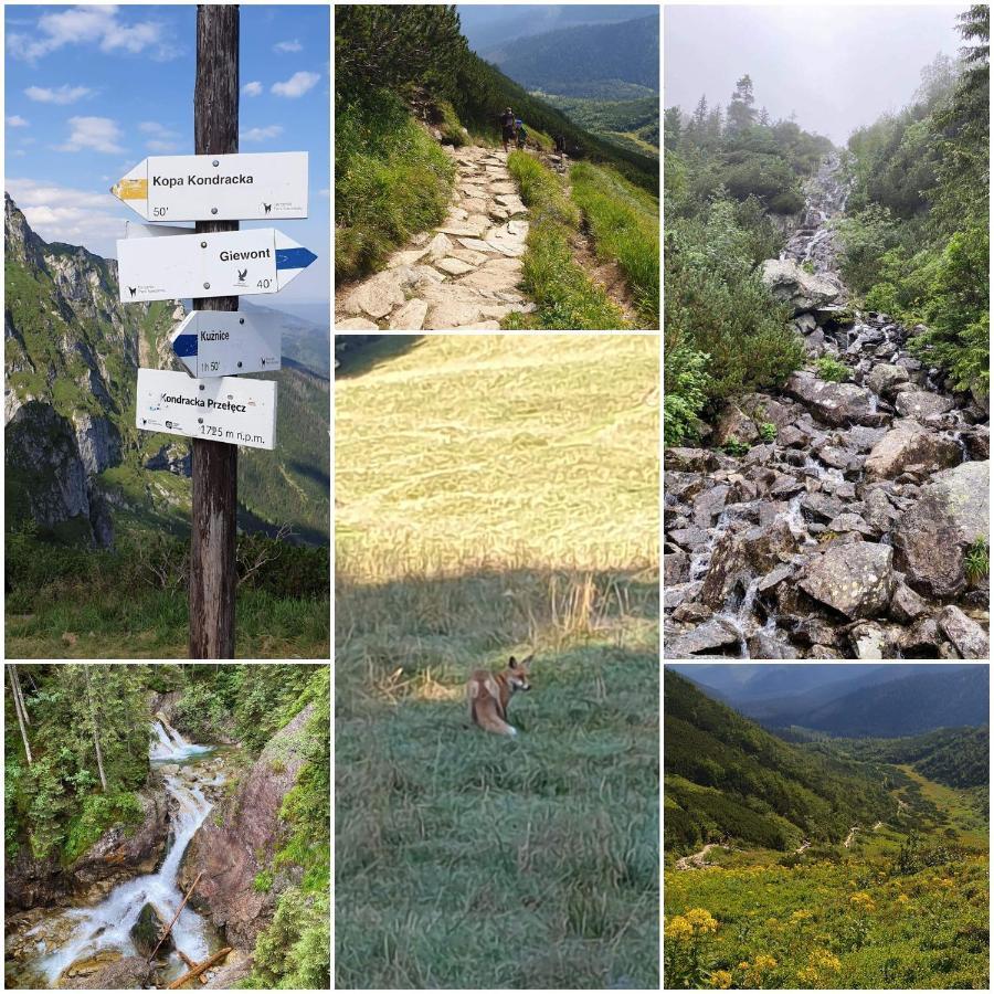 Apartamenty Cede Zakopane Kültér fotó